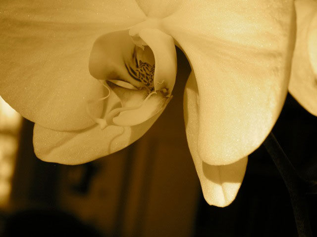 Landscape-Between-orchid